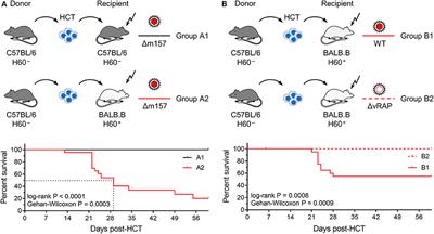 Enhancement of Antigen Presentation by Deletion of Viral Immune Evasion Genes Prevents Lethal Cytomegalovirus Disease in Minor Histocompatibility Antigen-Mismatched Hematopoietic Cell Transplantation